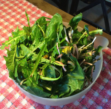dandelions - cleaned and drained