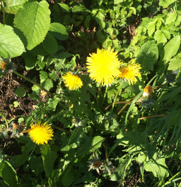 dandelions
