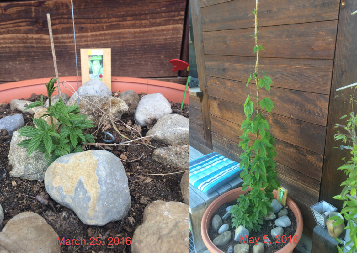 Hop growth